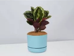 Calathea Julia - Pot + Plant + Soil 26 Calathea Julia - Pot + Plant + Soil -Plants in a Box Sales Shop CalatheaJulia BluePot