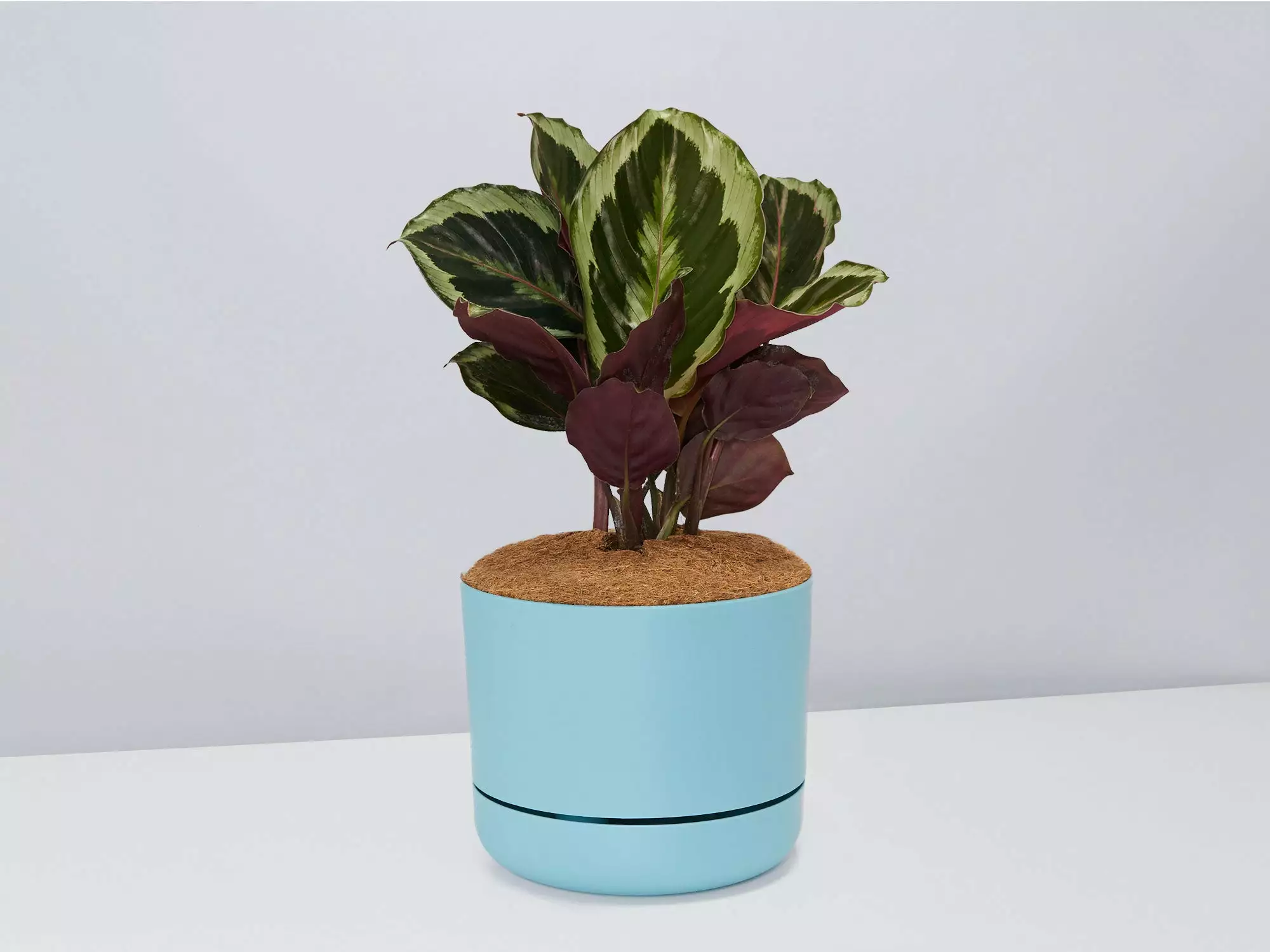Calathea Julia - Pot + Plant + Soil 11 Calathea Julia - Pot + Plant + Soil - Image 9