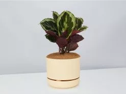 Calathea Julia - Pot + Plant + Soil 27 Calathea Julia - Pot + Plant + Soil -Plants in a Box Sales Shop CalatheaJulia BuffPot