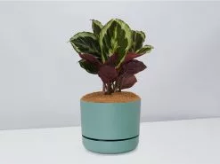 Calathea Julia - Pot + Plant + Soil 20 Calathea Julia - Pot + Plant + Soil -Plants in a Box Sales Shop CalatheaJulia CbGreenPot