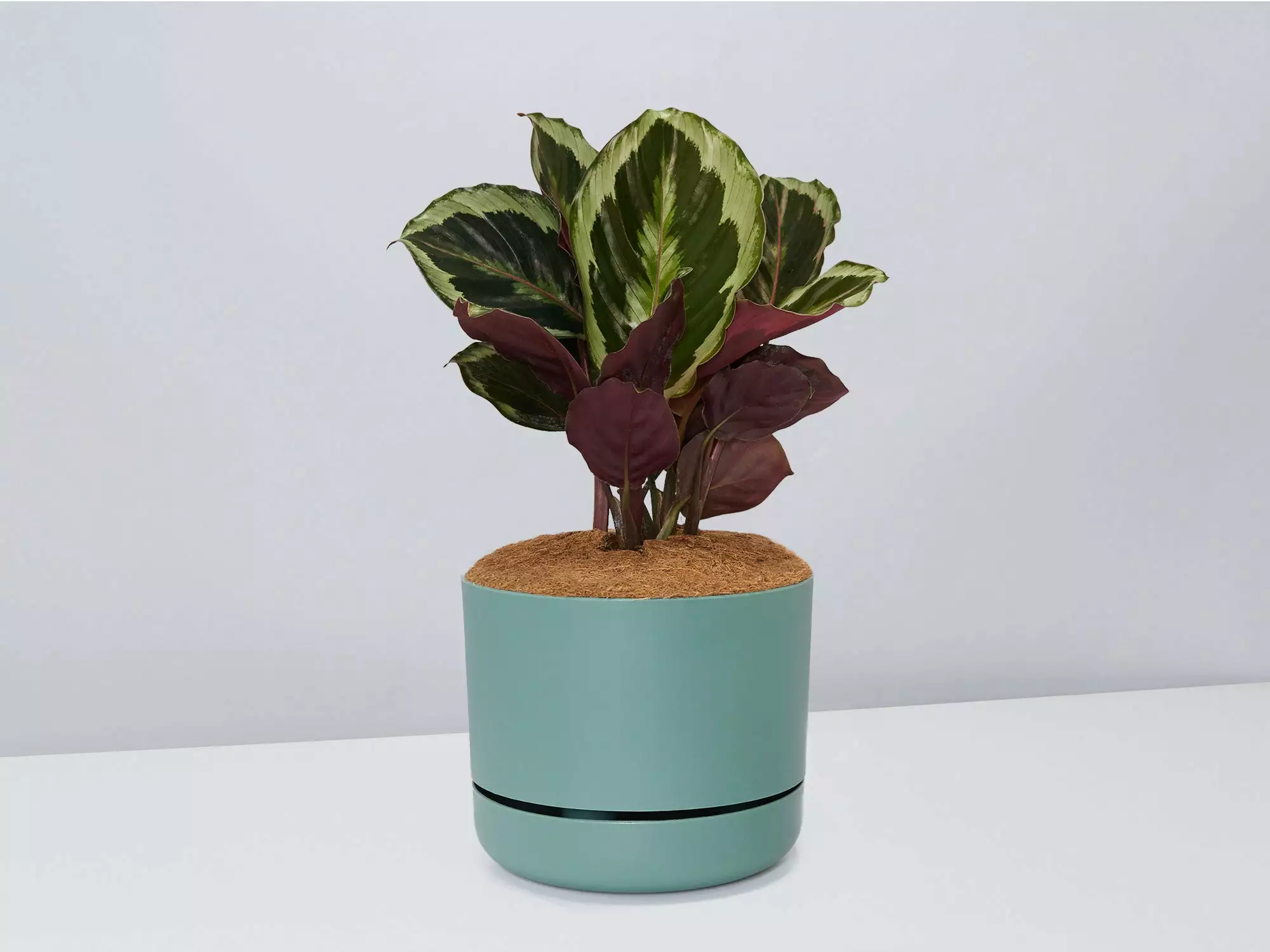 Calathea Julia - Pot + Plant + Soil 5 Calathea Julia - Pot + Plant + Soil - Image 3