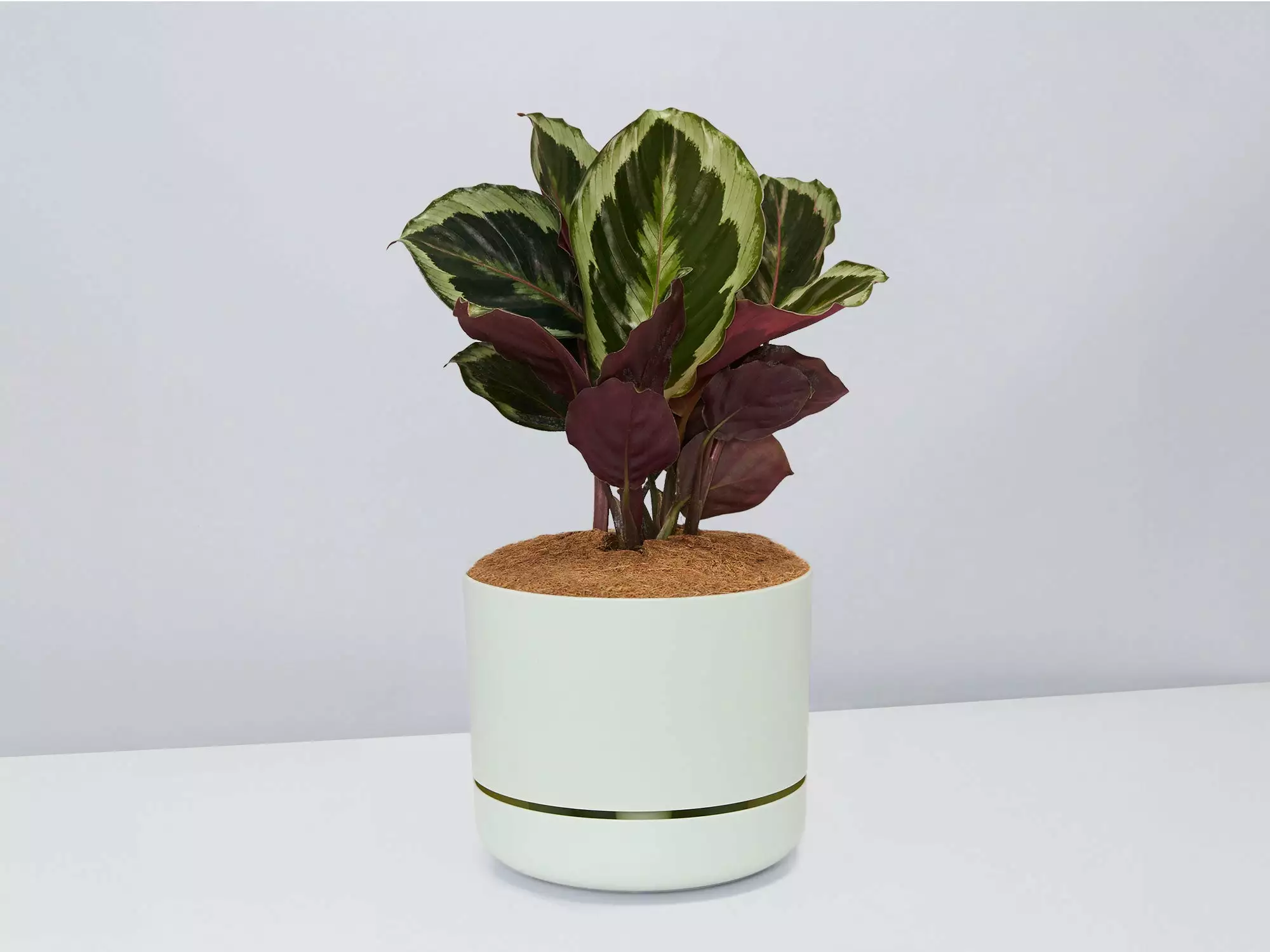 Calathea Julia - Pot + Plant + Soil 9 Calathea Julia - Pot + Plant + Soil - Image 7