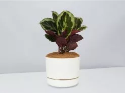 Calathea Julia - Pot + Plant + Soil 25 Calathea Julia - Pot + Plant + Soil -Plants in a Box Sales Shop CalatheaJulia LinenPot