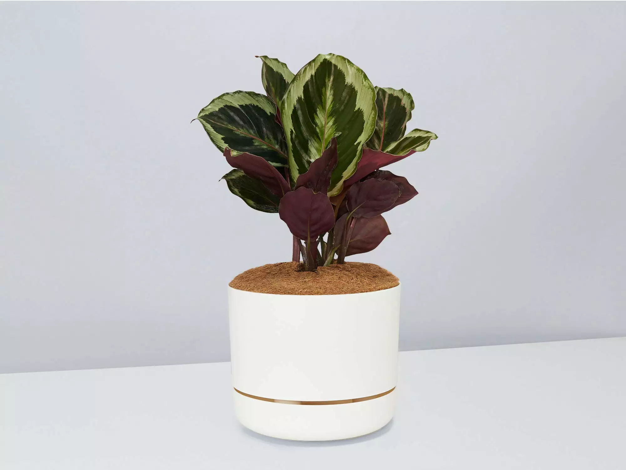 Calathea Julia - Pot + Plant + Soil 10 Calathea Julia - Pot + Plant + Soil - Image 8