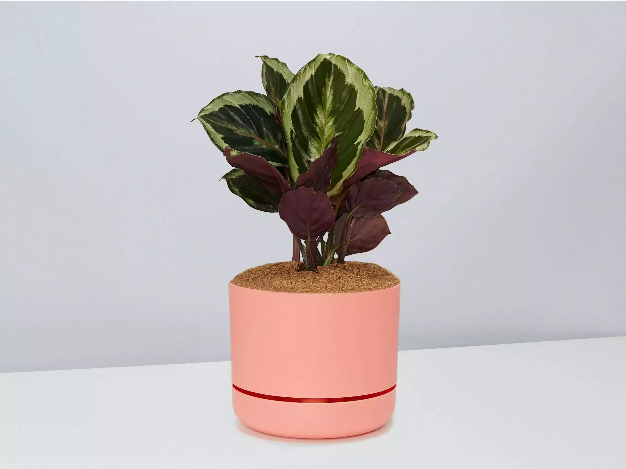 Calathea Julia - Pot + Plant + Soil 4 Calathea Julia - Pot + Plant + Soil - Image 2