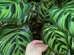 Calathea Makoyana -Plants in a Box Sales Shop CalatheaMakoyana01 005b9888 3bfc 44cc 9612 99be6d6dd831