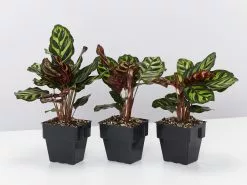 Calathea Makoyana -Plants in a Box Sales Shop CalatheaMakoyana 3plants 2289a15f 95f6 43e9 b873 069b151df3ad