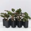 Calathea Makoyana -Plants in a Box Sales Shop CalatheaMakoyana 8plants e275eac8 c9b4 456b 8358 b0761eb4255d