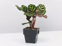 Calathea Makoyana -Plants in a Box Sales Shop CalatheaMakoyana single 0c965ecd 013e 4a4a 8404 b5d37465ff1f