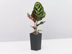 Child Friendly Non-Toxic Houseplant Box -Plants in a Box Sales Shop CalatheaMakoyana single small 2