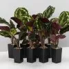 Calathea Roseopicta Medallion -Plants in a Box Sales Shop CalatheaMedallion 8plants 844887f1 c9e9 43ca 93d1 8b9367d81d15