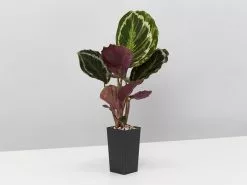 Calathea Roseopicta Medallion -Plants in a Box Sales Shop CalatheaMedallion single 937c613d a17e 4cb3 ab2a b3db6c406b82