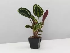 Calathea Roseopicta Medallion -Plants in a Box Sales Shop CalatheaMedallion single c0a5b253 4b7e 4021 b0aa 6cda6ae02c09