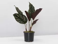 Calathea Ornata Sanderiana - Pot + Plant + Soil