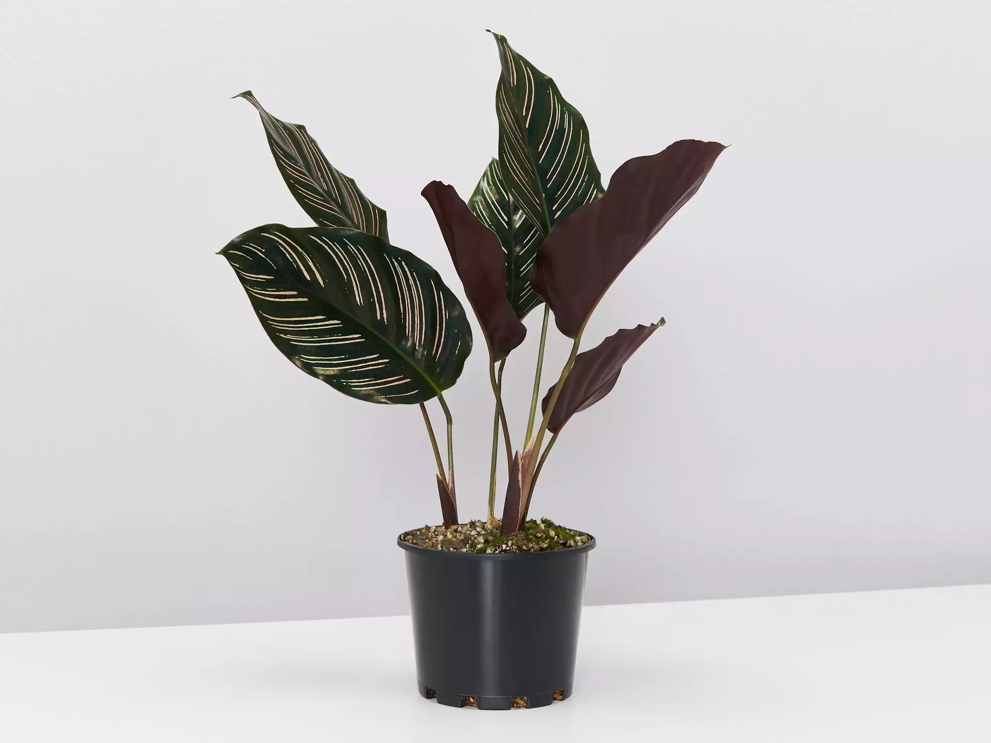 Calathea Ornata Sanderiana - Pot + Plant + Soil 3 Calathea Ornata Sanderiana - Pot + Plant + Soil