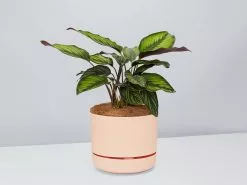 Calathea Beauty Star - Pot + Plant + Soil -Plants in a Box Sales Shop CalatheaOrnataBeautyStarPotPlant Apricot