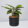 Calathea Beauty Star - Pot + Plant + Soil -Plants in a Box Sales Shop CalatheaOrnataBeautyStarPotPlant Black