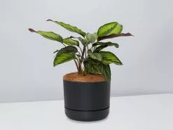 Calathea Beauty Star - Pot + Plant + Soil