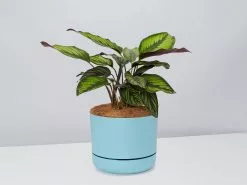Calathea Beauty Star - Pot + Plant + Soil -Plants in a Box Sales Shop CalatheaOrnataBeautyStarPotPlant Blue