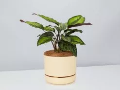 Calathea Beauty Star - Pot + Plant + Soil -Plants in a Box Sales Shop CalatheaOrnataBeautyStarPotPlant Buff