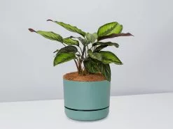 Calathea Beauty Star - Pot + Plant + Soil -Plants in a Box Sales Shop CalatheaOrnataBeautyStarPotPlant CbGreen