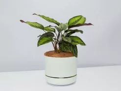 Calathea Beauty Star - Pot + Plant + Soil -Plants in a Box Sales Shop CalatheaOrnataBeautyStarPotPlant Fog
