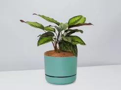 Calathea Beauty Star - Pot + Plant + Soil -Plants in a Box Sales Shop CalatheaOrnataBeautyStarPotPlant Moss