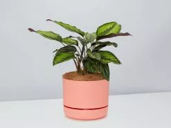 Calathea Beauty Star - Pot + Plant + Soil -Plants in a Box Sales Shop CalatheaOrnataBeautyStarPotPlant Persimmon