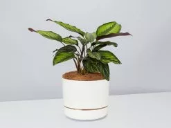 Calathea Beauty Star - Pot + Plant + Soil -Plants in a Box Sales Shop CalatheaOrnataBeautyStarPotPlant White