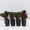 Calathea Roseopicta Jungle Rose