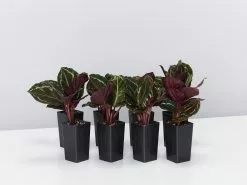 Calathea Roseopicta Jungle Rose