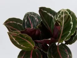 Calathea Roseopicta Jungle Rose -Plants in a Box Sales Shop CalatheaRoseopictaJungleRose detail 16a7f3be a066 46ee b31f 143237780bba
