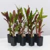 Calathea Rufibarba -Plants in a Box Sales Shop CalatheaRufibarba 8plants 4504b0d0 b8e4 426a b248 8dc6457f9da7