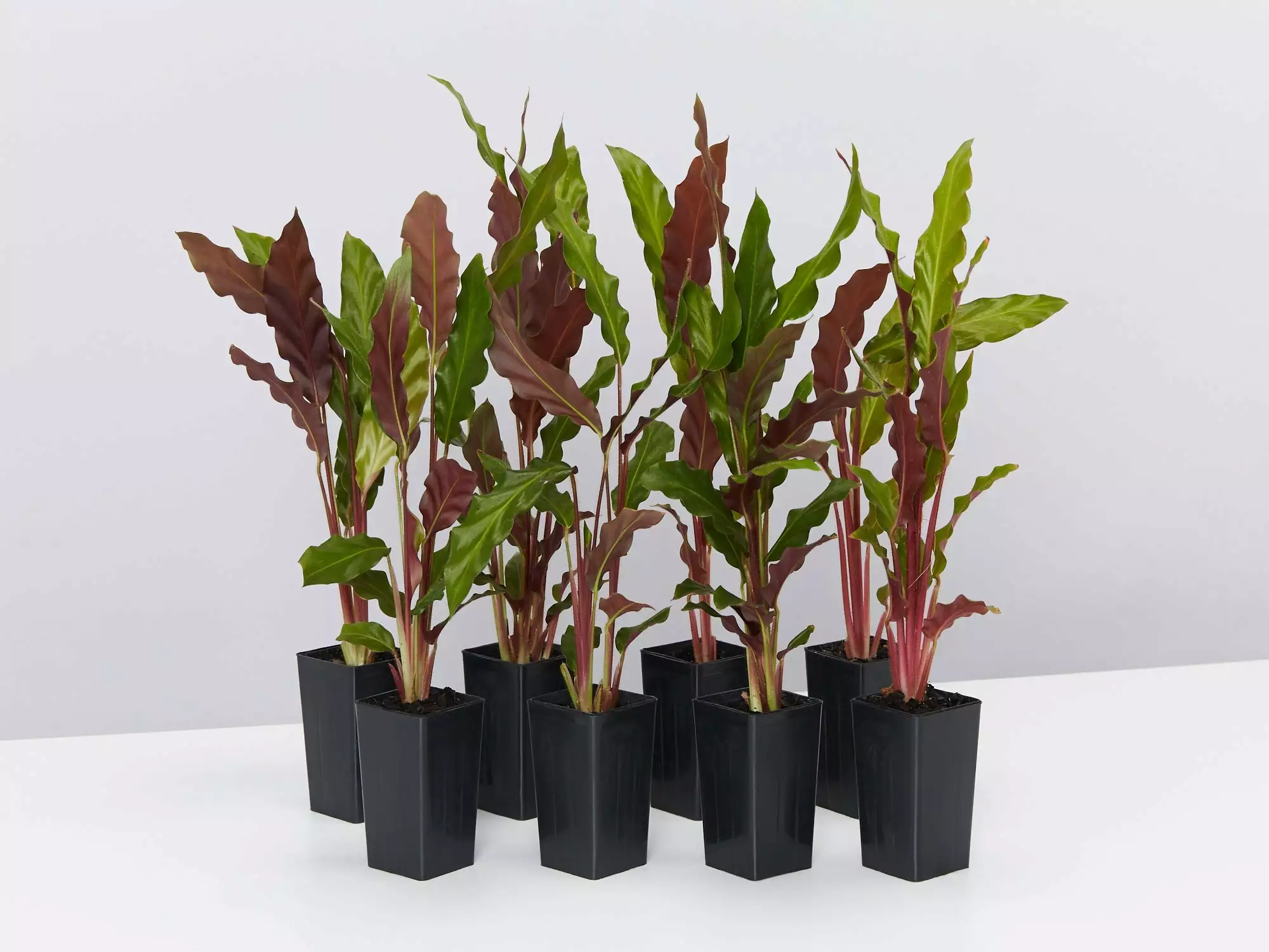 Calathea Rufibarba 3 Calathea Rufibarba