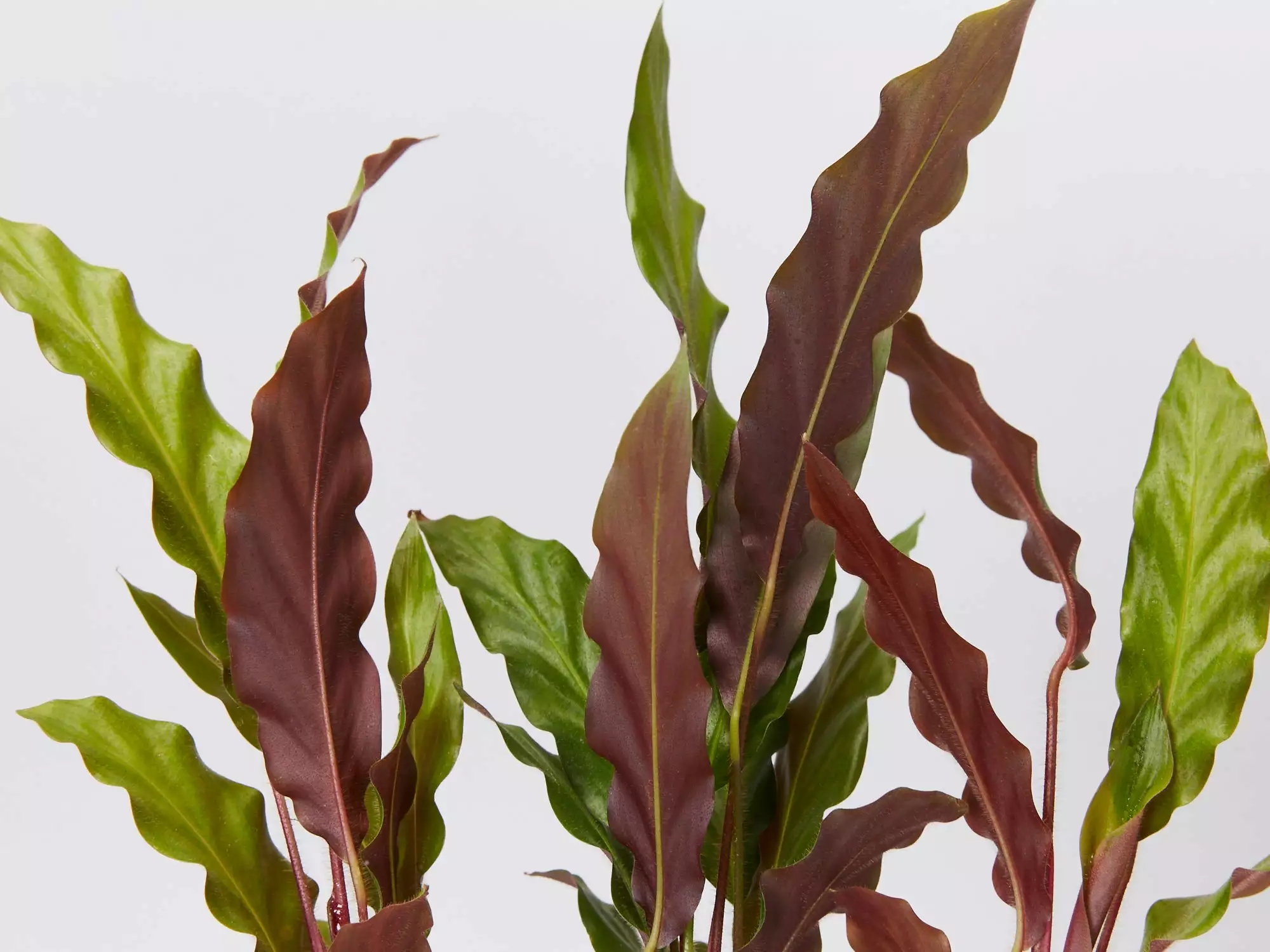 Calathea Rufibarba 4 Calathea Rufibarba - Image 2