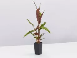 Calathea Rufibarba 9 Calathea Rufibarba -Plants in a Box Sales Shop CalatheaRufibarba single 4c4a00ca 7073 428a be6c d0e409404fd2