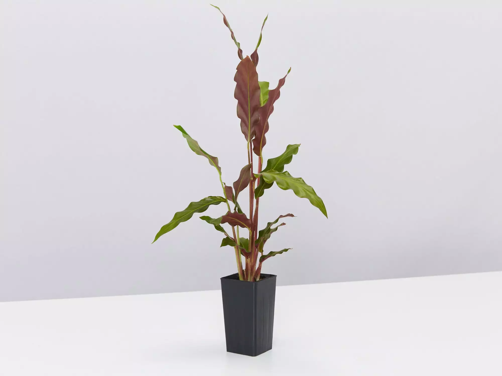 Calathea Rufibarba 5 Calathea Rufibarba - Image 3