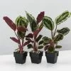 Calathea Julia -Plants in a Box Sales Shop CalatheaSanderianaJulia85 3plants 190ffcdc afc7 4811 ad12 57d16b1a1e18