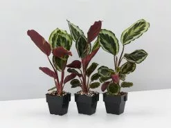 Calathea Julia