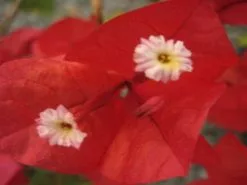 Bougainvillea California Gold - 85mm