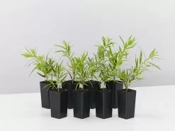 Callistemon Viminalis Dwarf