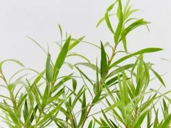 Callistemon Viminalis Dwarf -Plants in a Box Sales Shop CallistemomViminalisDwarf detail c1dc0f66 b8d3 40c3 b97d 338a8d435496