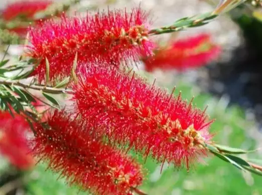 Callistemon Subulatus X Citrinus Cherry Time 4 Callistemon Subulatus X Citrinus Cherry Time - Image 2