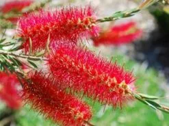 Mixed Callistemon Box -Plants in a Box Sales Shop Callistemon Cherry Time 42 Medium 1080x723 7534a9ea c320 4749 9309 32309ba39c1d 2