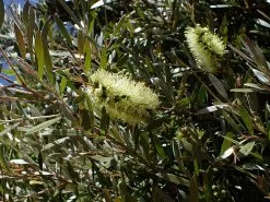 Mixed Callistemon Box -Plants in a Box Sales Shop Callistemon White
