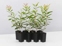 Callistemon Candy Burst â€˜CNU06â€™ PBR