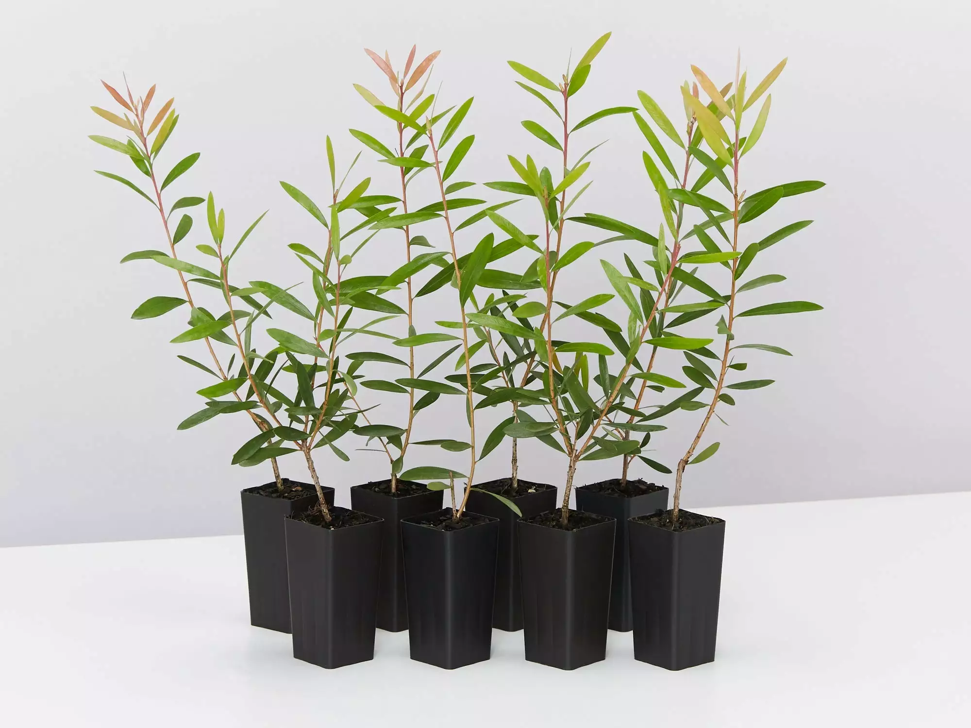 Callistemon Candy Burst ‘CNU06’ PBR 3 Callistemon Candy Burst ‘CNU06’ PBR