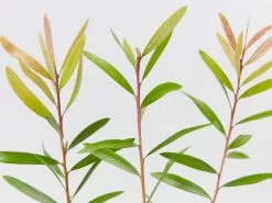 Callistemon Candy Burst ‘CNU06’ PBR 9 Callistemon Candy Burst ‘CNU06’ PBR -Plants in a Box Sales Shop CallistemonCandyBurst detail 433bde96 c219 4431 a431 3f1e6c431d82