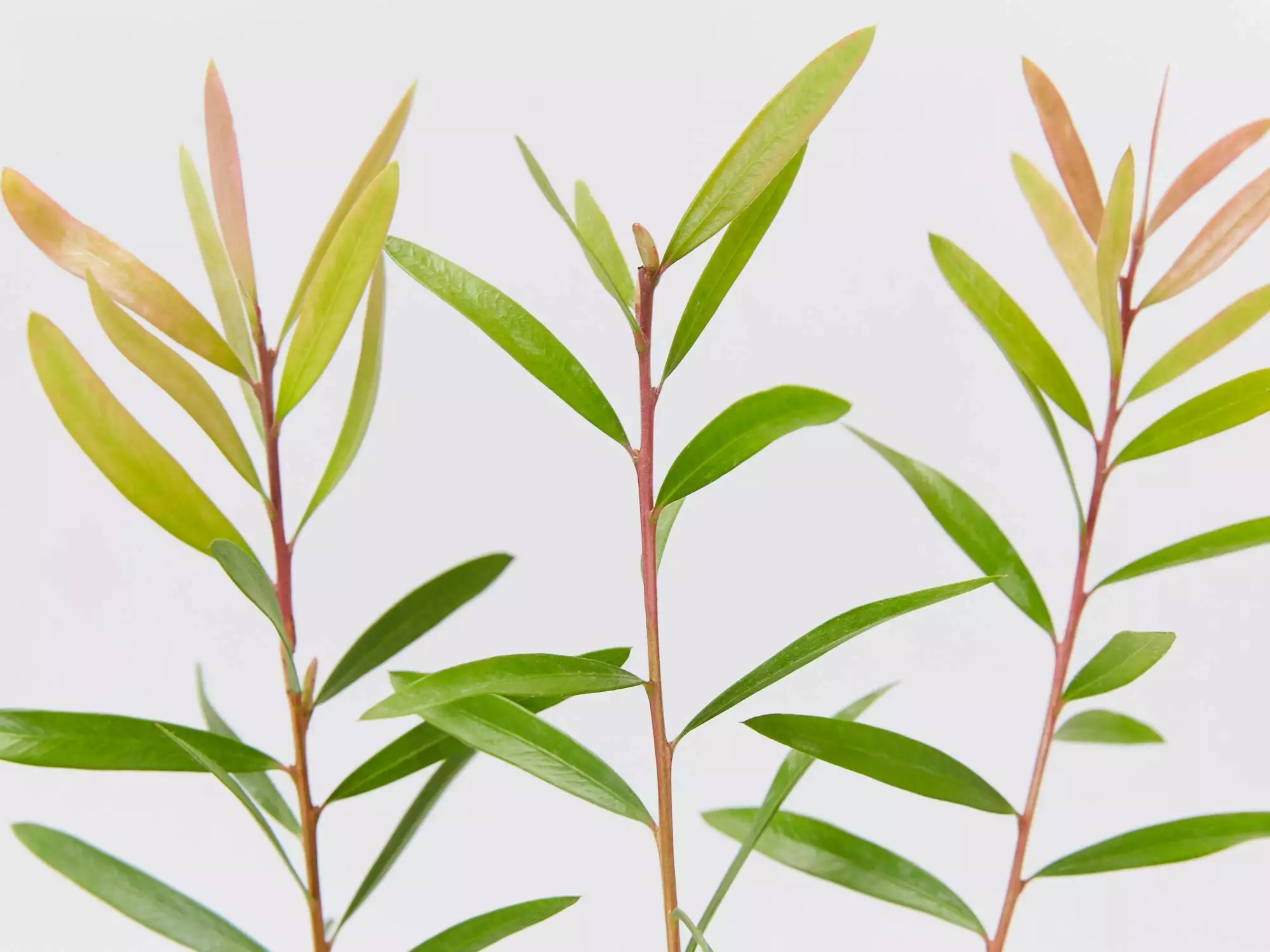 Callistemon Candy Burst ‘CNU06’ PBR 5 Callistemon Candy Burst ‘CNU06’ PBR - Image 3