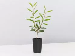 Callistemon Candy Burst ‘CNU06’ PBR 10 Callistemon Candy Burst ‘CNU06’ PBR -Plants in a Box Sales Shop CallistemonCandyBurst single ce6cb062 7085 47f0 a264 5b12b665276c